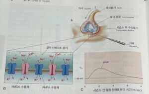 통각 인식